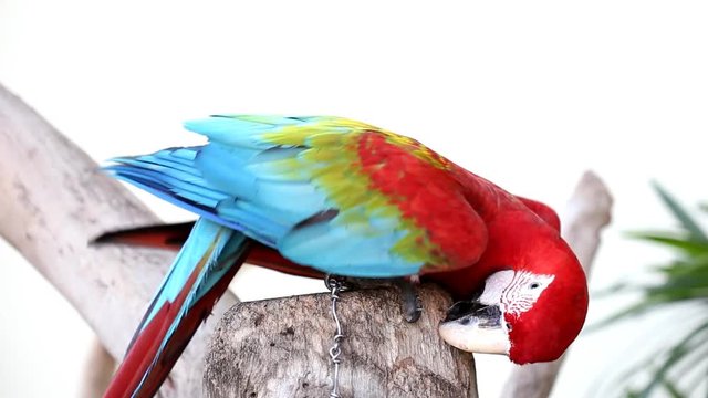 Colorful parrot macaw 