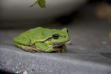 European Tree Frog. Hyla arborea, Rana arborea. Czech Republic.
