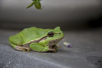 European Tree Frog. Hyla arborea, Rana arborea. Czech Republic.