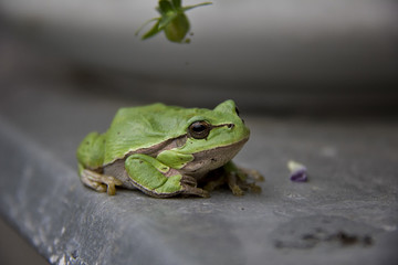 European Tree Frog. Hyla arborea, Rana arborea. Czech Republic.