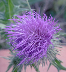 Scotch Thistle Flowers Close Up, Milk Thistle, Pollen