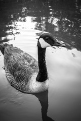 Curious Canadian Goose Looking Towards Camera
