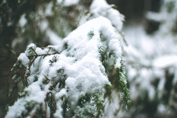 Snowy winter forest in the Carpathian mountains in Ukraine. Green firs covered wirh snow.