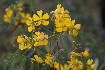 cerrado plants senna
