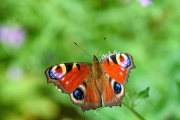 Fototapeta na wymiar butterfly peacock eye close-up
