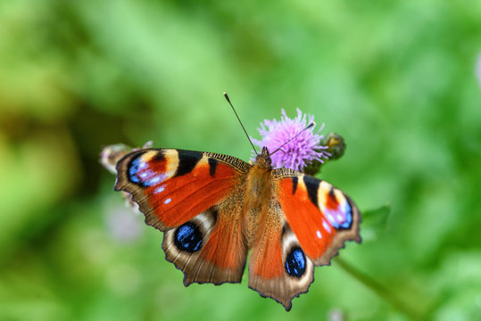 butterfly peacock eye close-up