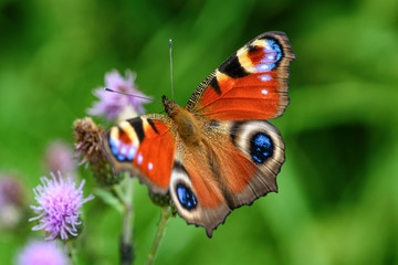 vlinder pauw oog close-up
