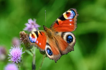 Foto op Plexiglas Vlinder vlinder pauw oog close-up