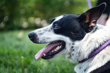 Close up profile of black and white dog.