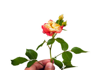 Rose in hand on white background