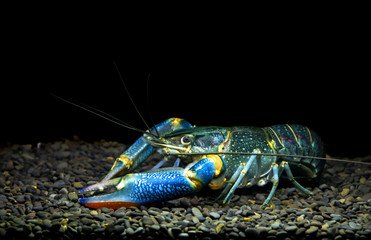 Rainbow Redclaw Crayfish Yabby (Cherax quadricarinatus) In aquarium on black background