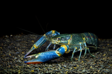 Rainbow Redclaw Crayfish Yabby (Cherax quadricarinatus) In aquarium on black background