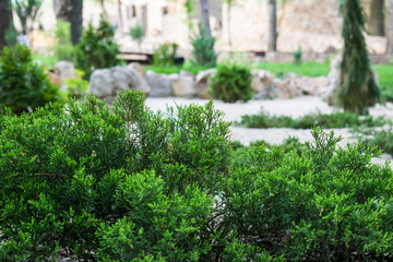 Fototapeta na wymiar Various fragrant coniferous trees and bushes in a park of stones under the open sky. Shades of green and turquoise, light and dark. Needles and deciduous.