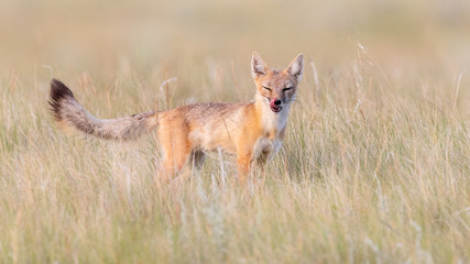 Swift Foxes, Wise Foxes on Prairies