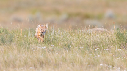 Swift Foxes, Wise Foxes on Prairies