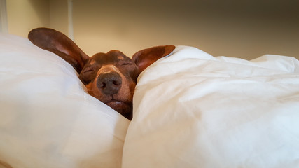Fototapeta na wymiar Dachshund Cozily Asleep: Sausage Dog, Snuggled under White Duvet with Head Resting on Pillow in Human Bed.
