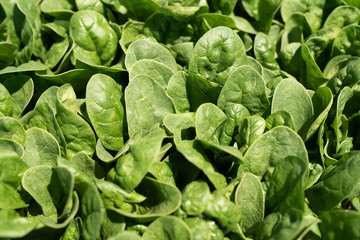 Spinach up close