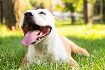 Dog having a big smile