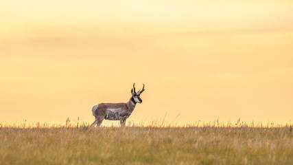 Naklejka premium Pronghorn antelope on Alberta Prairies