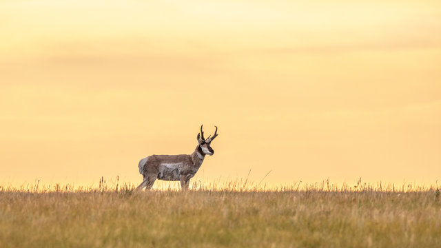 Pronghorn Antelope On Alberta Prairies