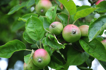 old cultivar apple on tree