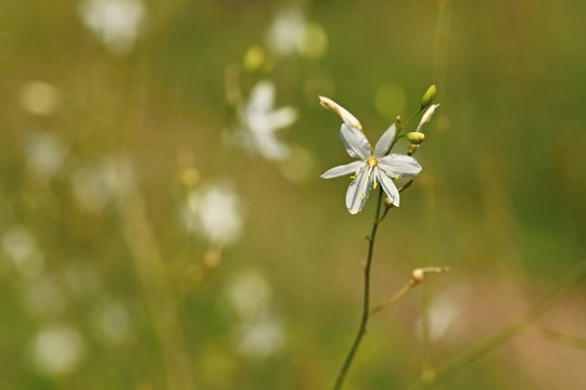 Fragile white and yellow flower of Anthericum ramosum, star like shape, growing in a dry steppe biotope, meadow, blurry green background, warm colors, sunny summer day, Czech Republic, Europe