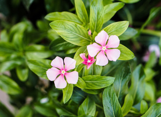 pink flowers green leaf plant abstract background