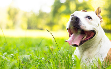 Dog having a big smile