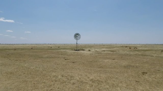 wild  living zebras in kenya
