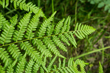 Leaves of the fern. The leaves of the green fern in the forest. Natural background.