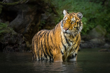Fototapeta na wymiar Young Siberian tiger standing in a river. Amazing, dangerous yet endangered mammal. Lovely kitty, stripes, hunting, wet.