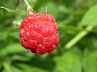 Ripe raspberry on a branch close-up. Red raspberry in sunlight, healing berry in summer garden