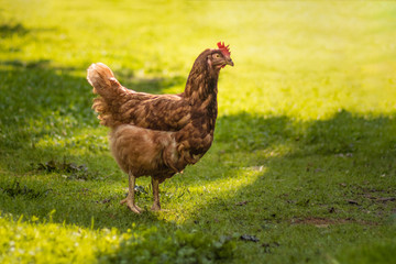 A hen on green background. Typical farm animal. Bird, chicken, egg, farm, agriculture, animal.