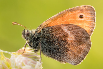 Fototapeta premium Detail of a butterfly sitting on a flower. Fresh green background contrasting with orange and brown colors of the insect.