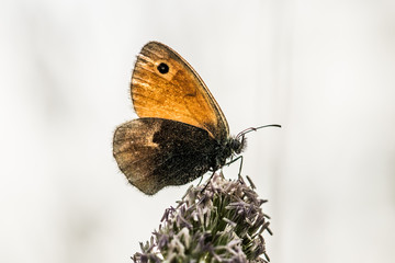 A butterfly sitting on a flower. Typical spring scene.