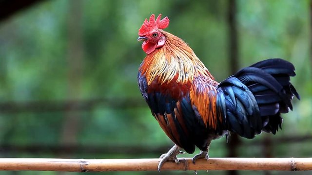 Junglefowl, Beautiful chicken in the nature of Thailand