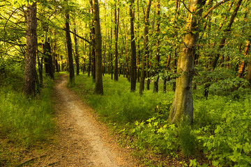 A path through fresh green forest. Spring scene with young leaves on trees, warm sunset light. Forest, travel, hike, walk, peace, nature, landscape.