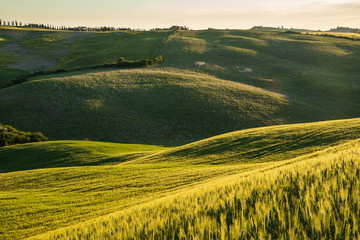 Obraz premium Beautiful sunlit rolling hills. Romantic, relaxing and peaceful landscape scene. Travel destination, wine region, agriculture fields. Fresh green, sun, light.