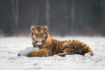 Obraz premium Young Siberian tiger resting on snow on winter morning. Sunlit scene of this beautiful dangerous yet endangered mammal.