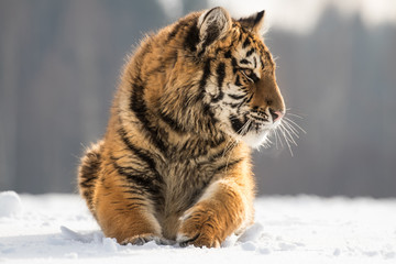 Young Siberian tiger resting on snow on winter morning. Sunlit scene of this beautiful dangerous yet endangered mammal.