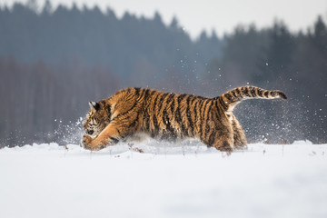 Young Siberian tiger walking through snow on winter morning. Sunlit scene of this beautiful dangerous yet endangered mammal.