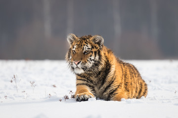 Young Siberian tiger resting on snow on winter morning. Sunlit scene of this beautiful dangerous...