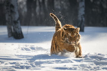 Young Siberian tiger running through snow on winter morning. Sunlit scene of this beautiful...