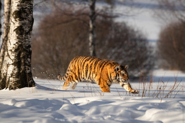 Young Siberian tiger walking through snow on winter morning. Sunlit scene of this beautiful dangerous yet endangered mammal.