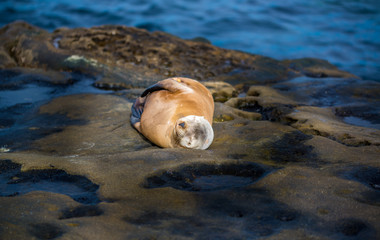 Fototapeta na wymiar Seal