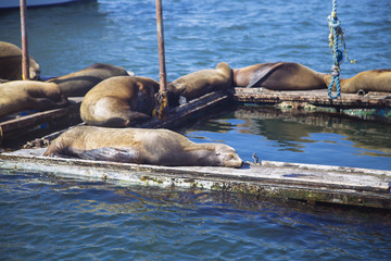 Fototapeta premium foca durmiendo