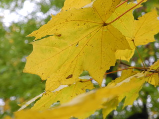 Blätter der Platane im Herbst