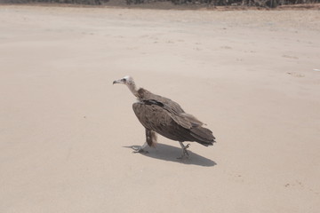 profile portrait of a vulture on a beach 