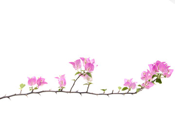 Naklejka na ściany i meble bougainvilleas isolated on white background. Paper flower .