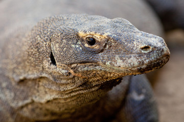 Kimodo Dragon close up
